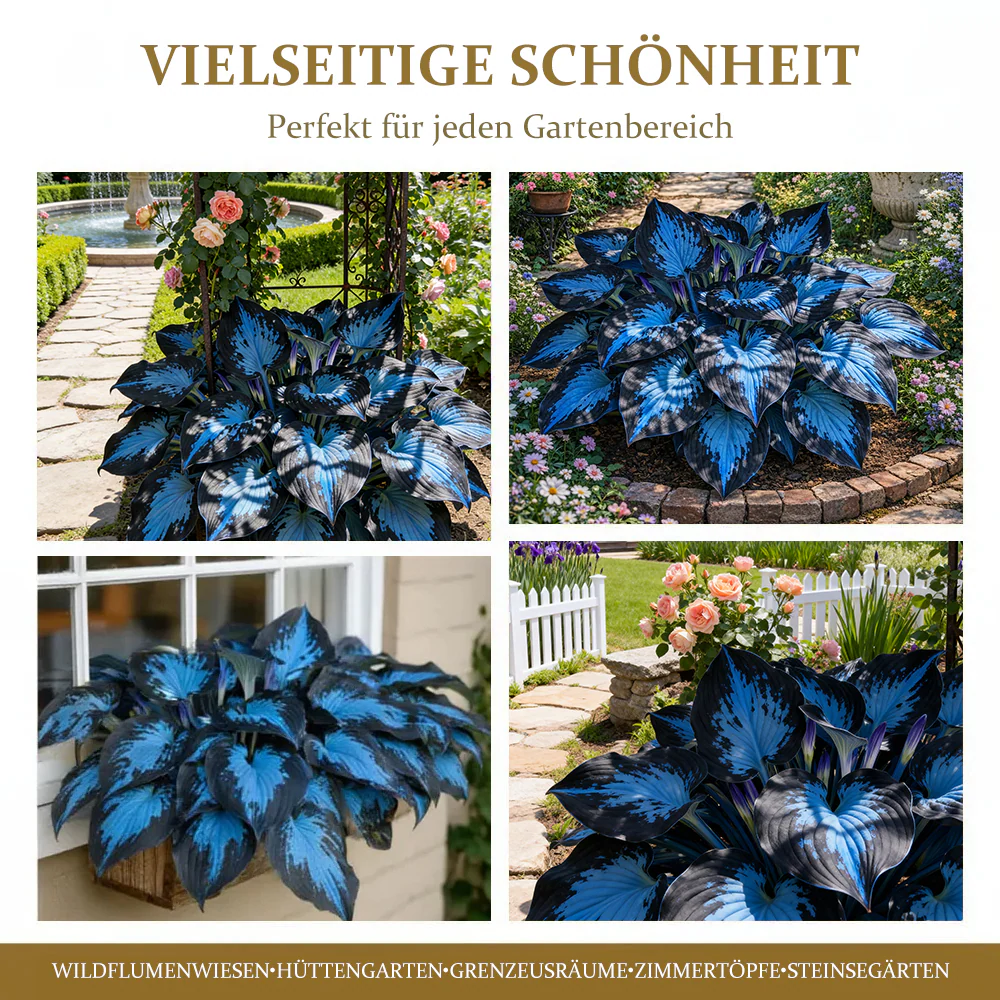 🔥Premium Rare Hosta Seeds🌿Shade-Tolerant Plant - Image 5