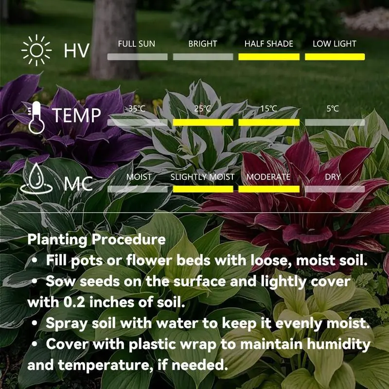🔥Premium Rare Hosta Seeds🌿Shade-Tolerant Plant - Image 9