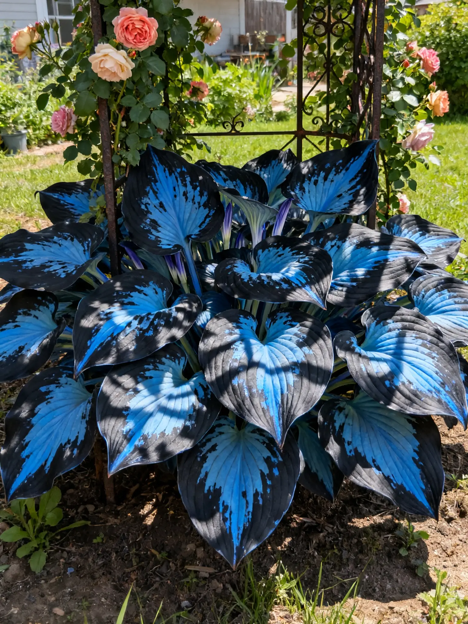 🔥Premium seltene Hosta-Samen🌿Schattenverträgliche Pflanze - Image 7