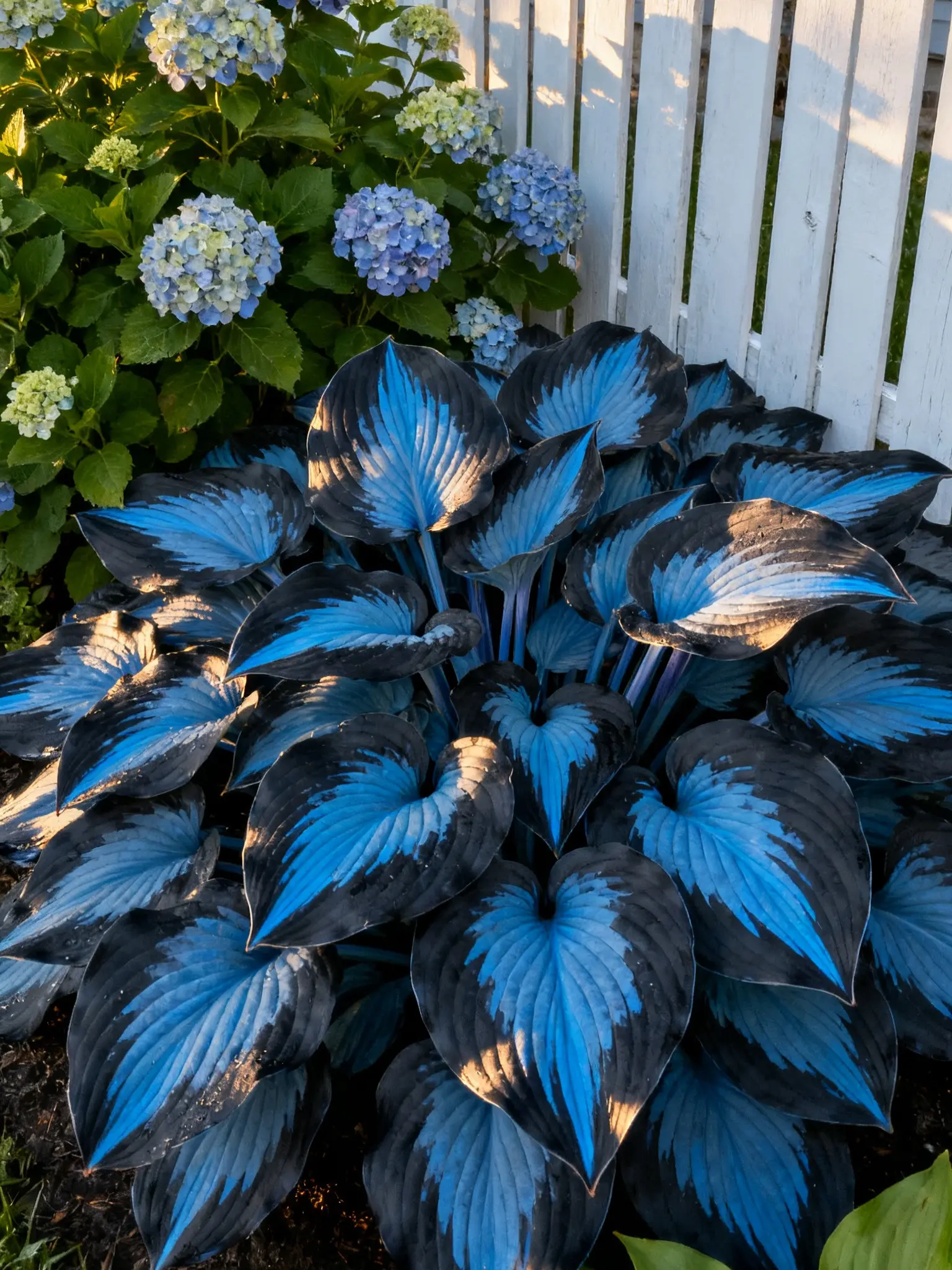 🔥Premium seltene Hosta-Samen🌿Schattenverträgliche Pflanze - Image 8