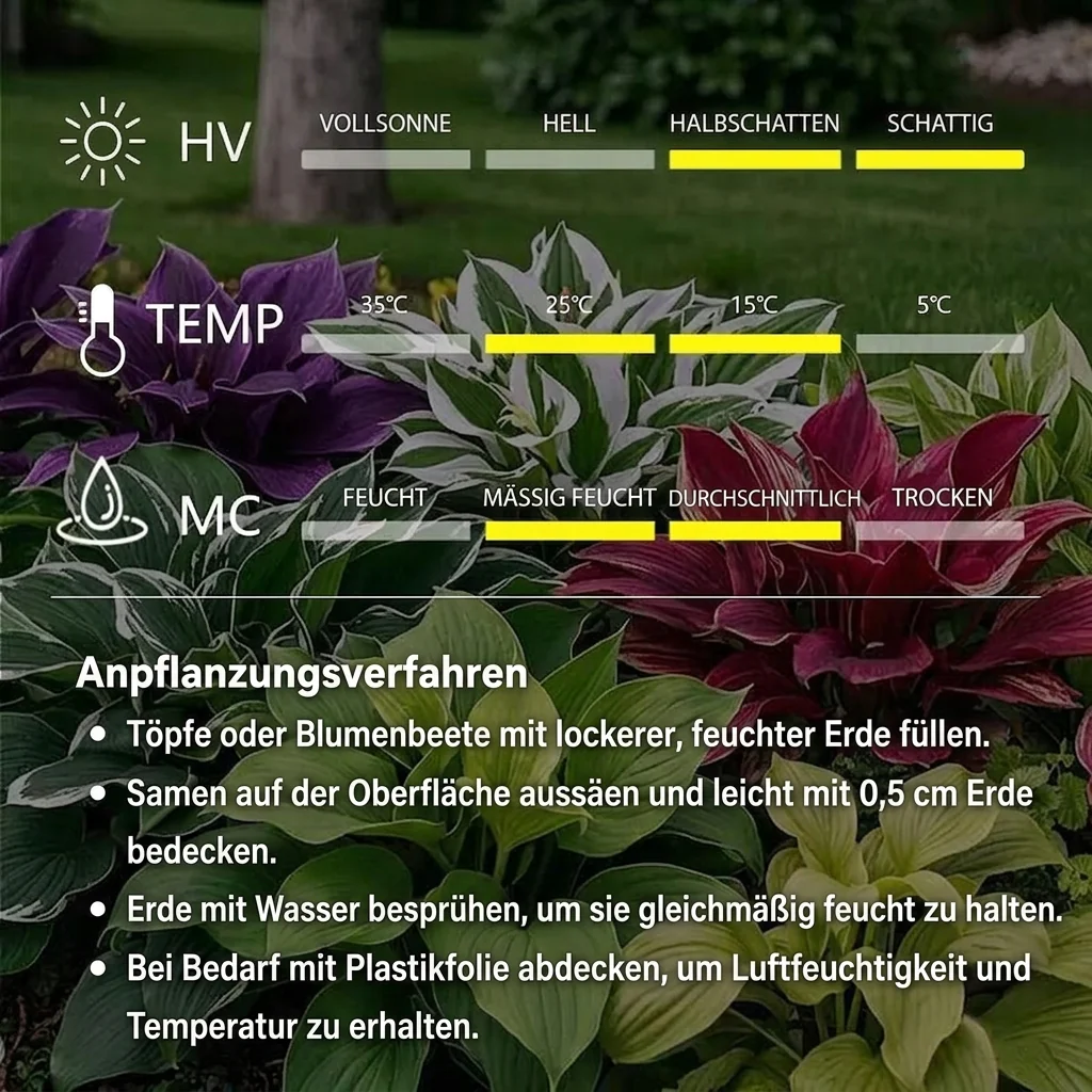 🔥Premium seltene Hosta-Samen🌿Schattenverträgliche Pflanze - Image 9
