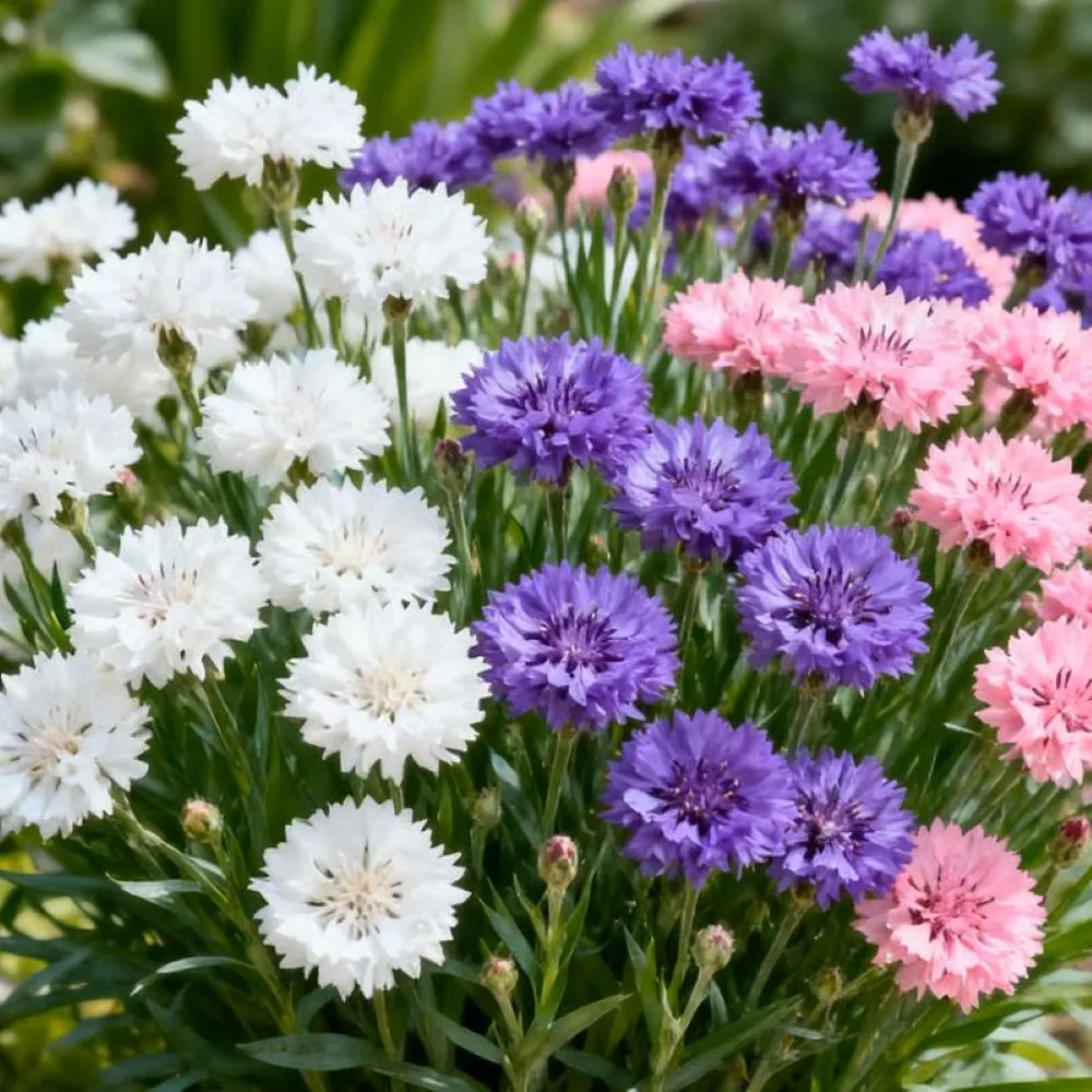 🌱Premium Kornblumensamen (bunte Mischung)🌸 - Image 8